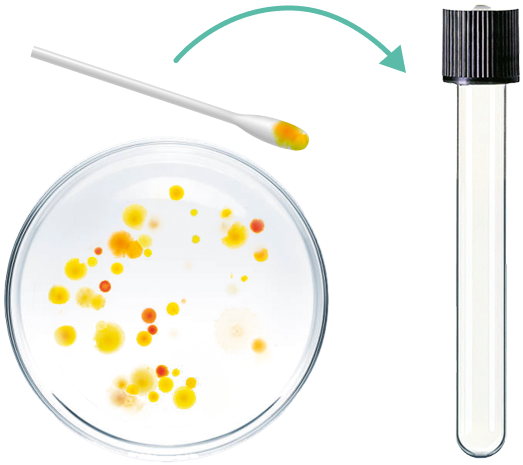 Przygotowanie zawiesiny bakteryjnej